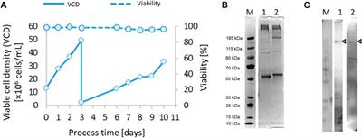 Functional Trimeric SARS-CoV-2 Envelope Protein Expressed in Stable CHO Cells